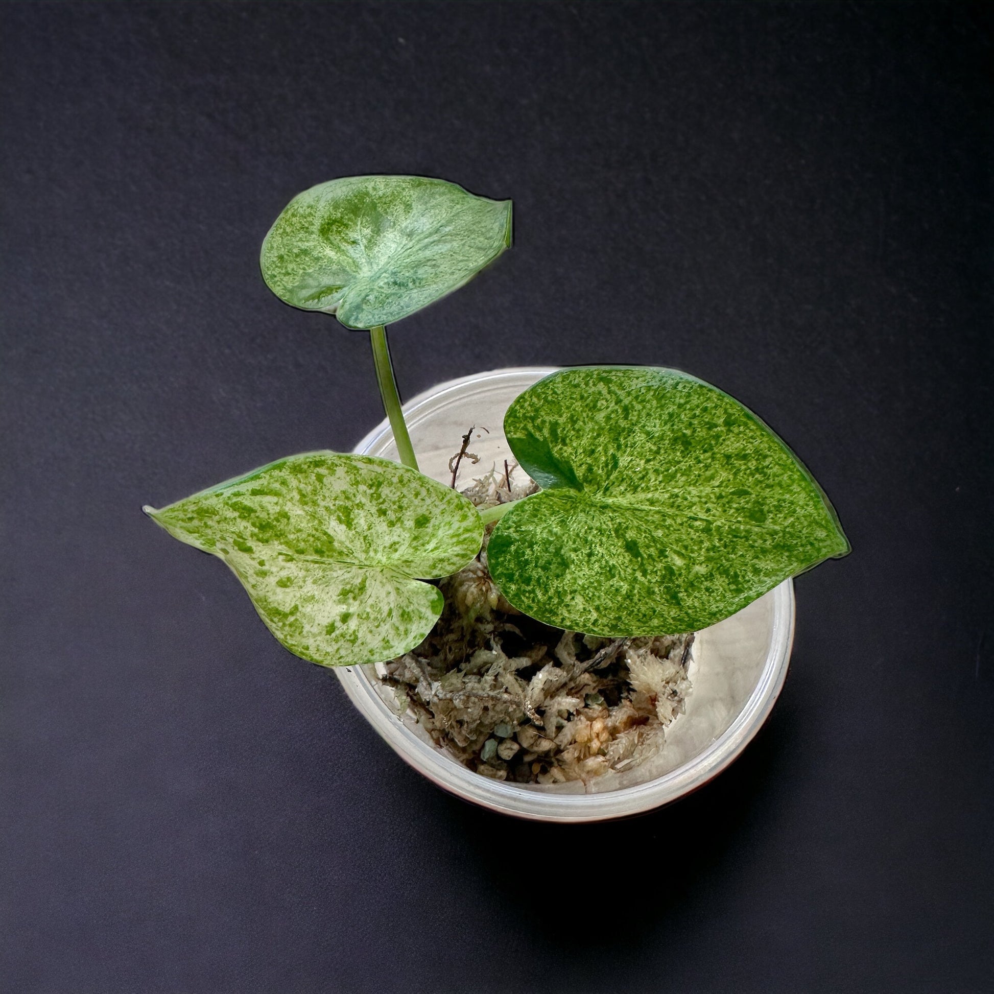 Alocasia cucullata mint variegata | Seller's Choice, Hong Kong Collection