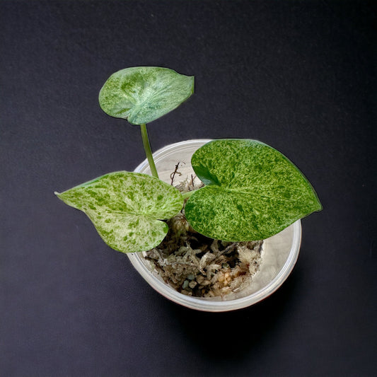 Alocasia cucullata mint variegata | Seller's Choice, Hong Kong Collection