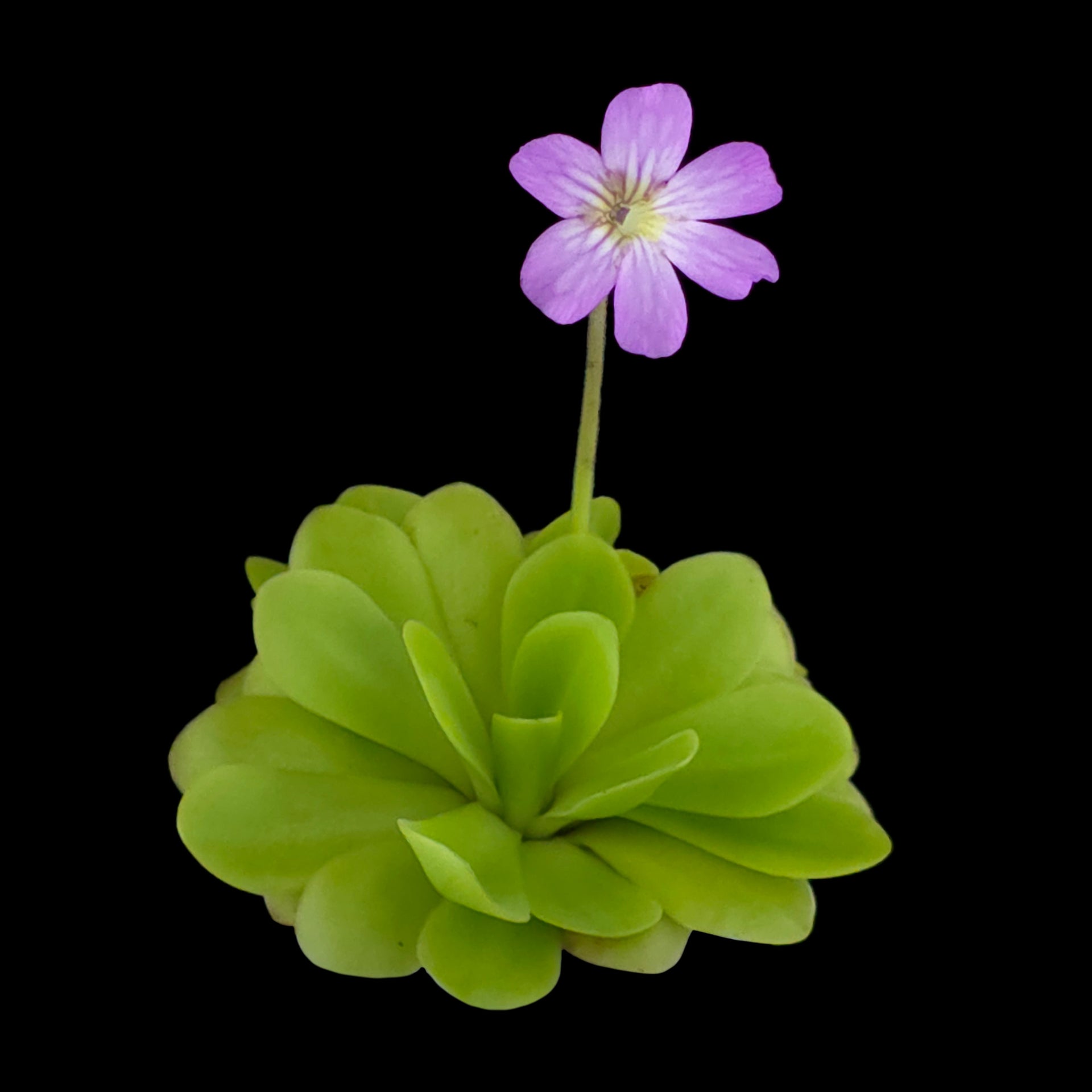 Pinguicula agnataxpotosiensis hybrid | Seller's Choice, Hong Kong Collection