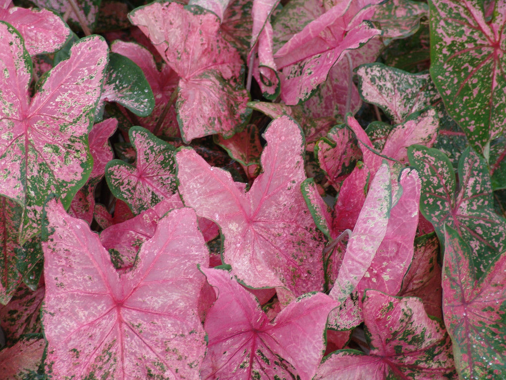 Caladium Pink Beauty TC | Grower's Choice, Foshan Collection