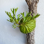 Platycerium ridleyi | Seller's Choice, Hong Kong Collection