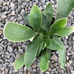 Platycerium bifurcatum 'Netherlands' | Seller's Choice, Hong Kong Collection
