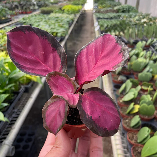 Calathea 'Rose. Crimson Green P' | Seller's Choice, Hong Kong Collection