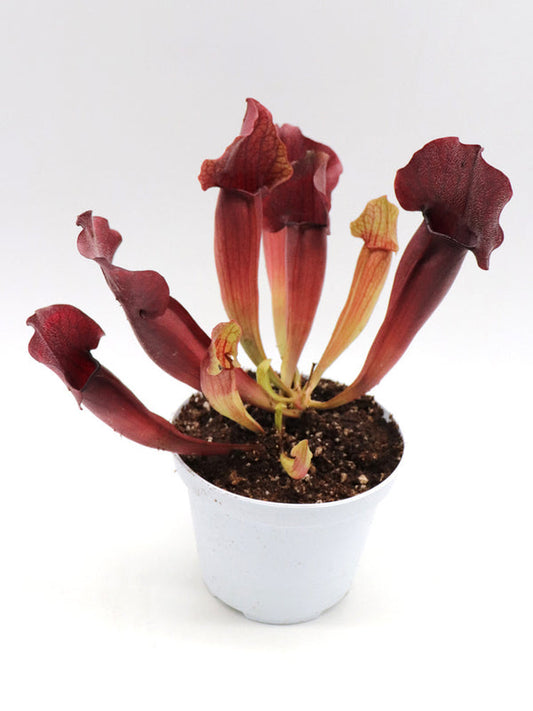 Sarracenia 'Maroon' | Seller's Choice, Hong Kong Collection