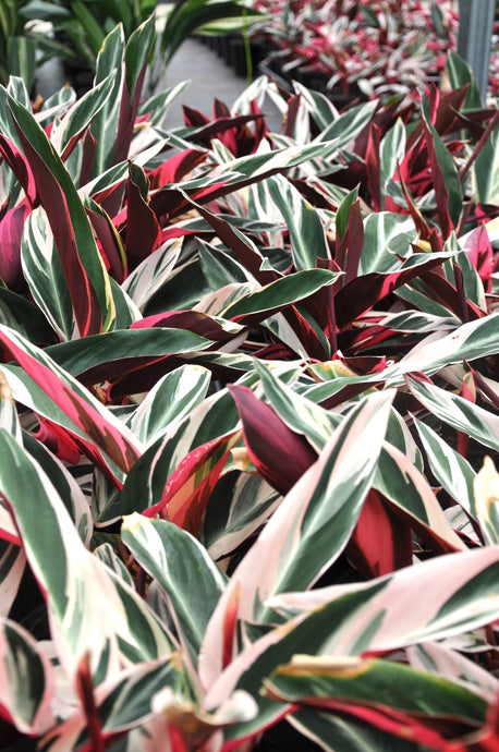 Stromanthe sanguinea 'Tricolor' | Seller's Choice, Hong Kong Collection