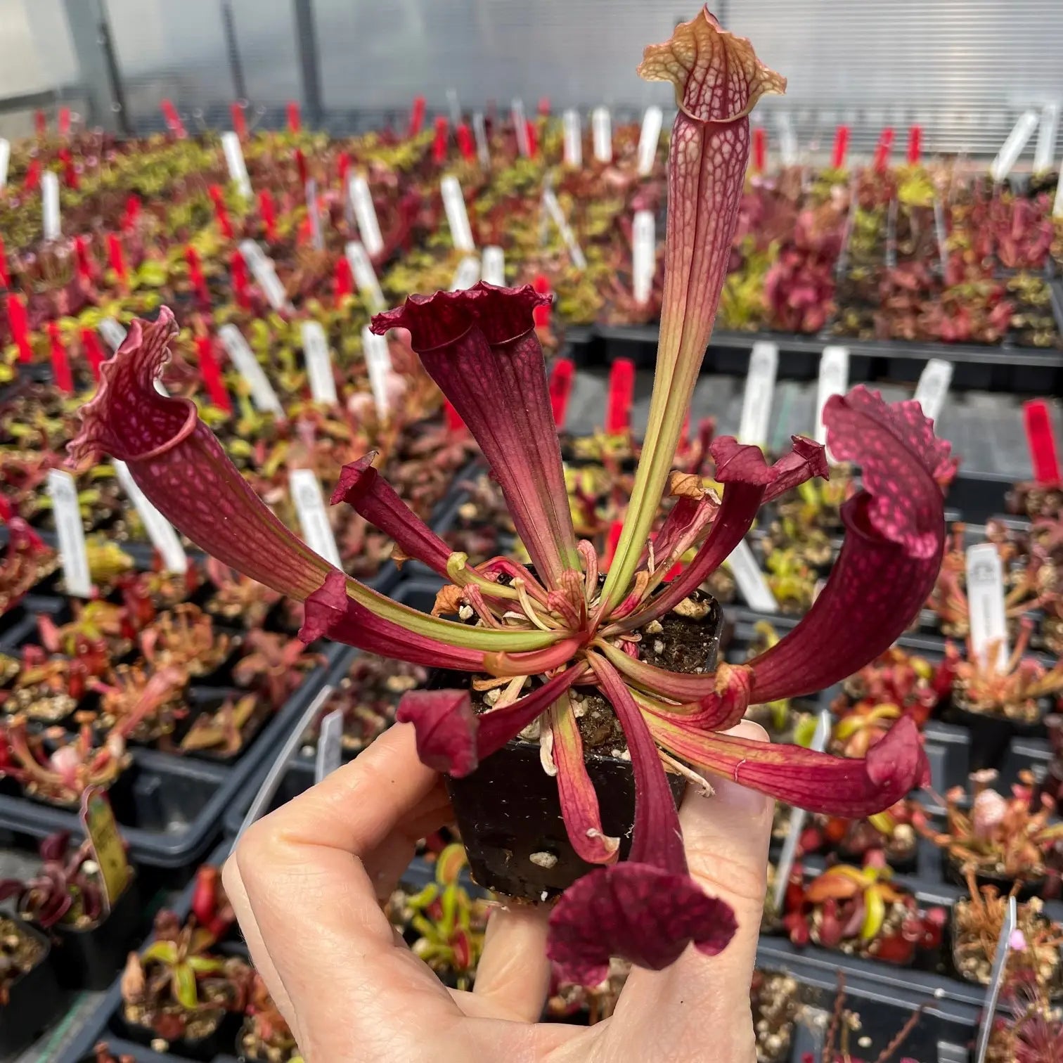 Sarracenia 'Fiona' | Seller's Choice, Hong Kong Collection