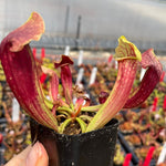 Sarracenia 'Hydra' TC | Seller's Choice, Hainan Collection
