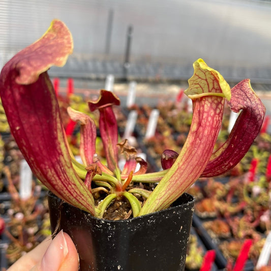 Sarracenia 'Hydra' TC | Seller's Choice, Hainan Collection