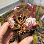 Sarracenia 'Velvet' TC | Seller's Choice, Hainan Collection