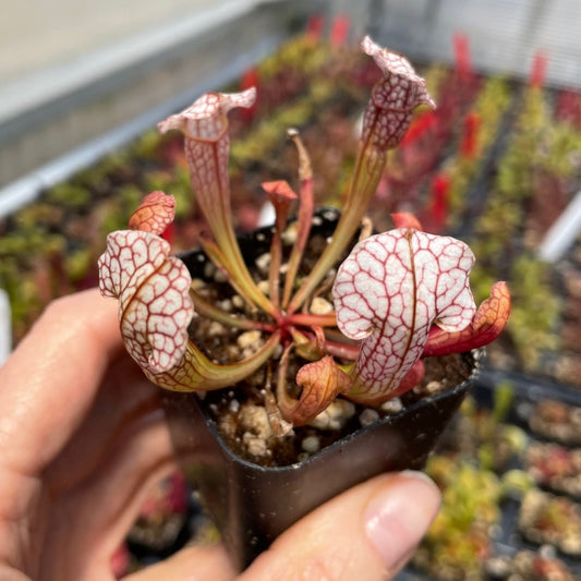Sarracenia 'Velvet' TC | Seller's Choice, Hainan Collection