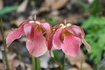 Sarracenia ahlesii (S. Redneck) | Seller's Choice, Hong Kong Collection