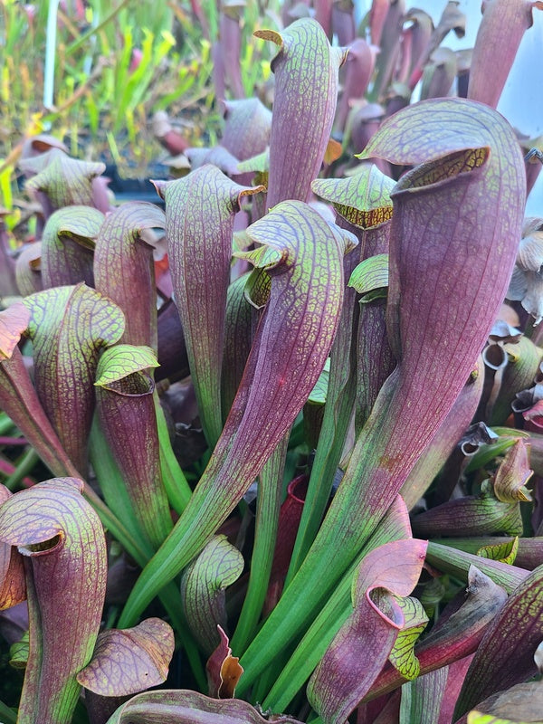 Sarracenia alata'14#' | Seller's Choice, Hong Kong Collection