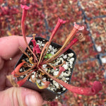 Sarracenia × ahlesii (S. × Redneck) TC | Seller's Choice, Hainan Collection