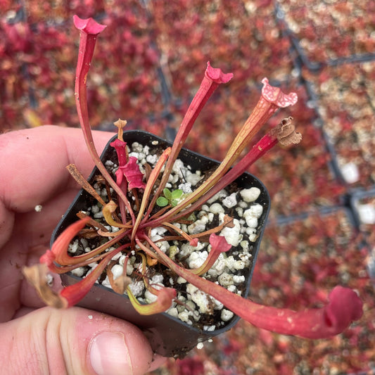 Sarracenia × ahlesii (S. × Redneck) TC | Seller's Choice, Hainan Collection