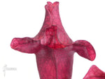 Sarracenia 'Ewelina' TC | Seller's Choice, Hainan Collection