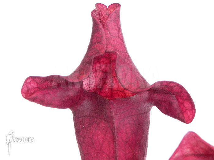 Sarracenia 'Ewelina' TC | Seller's Choice, Hainan Collection