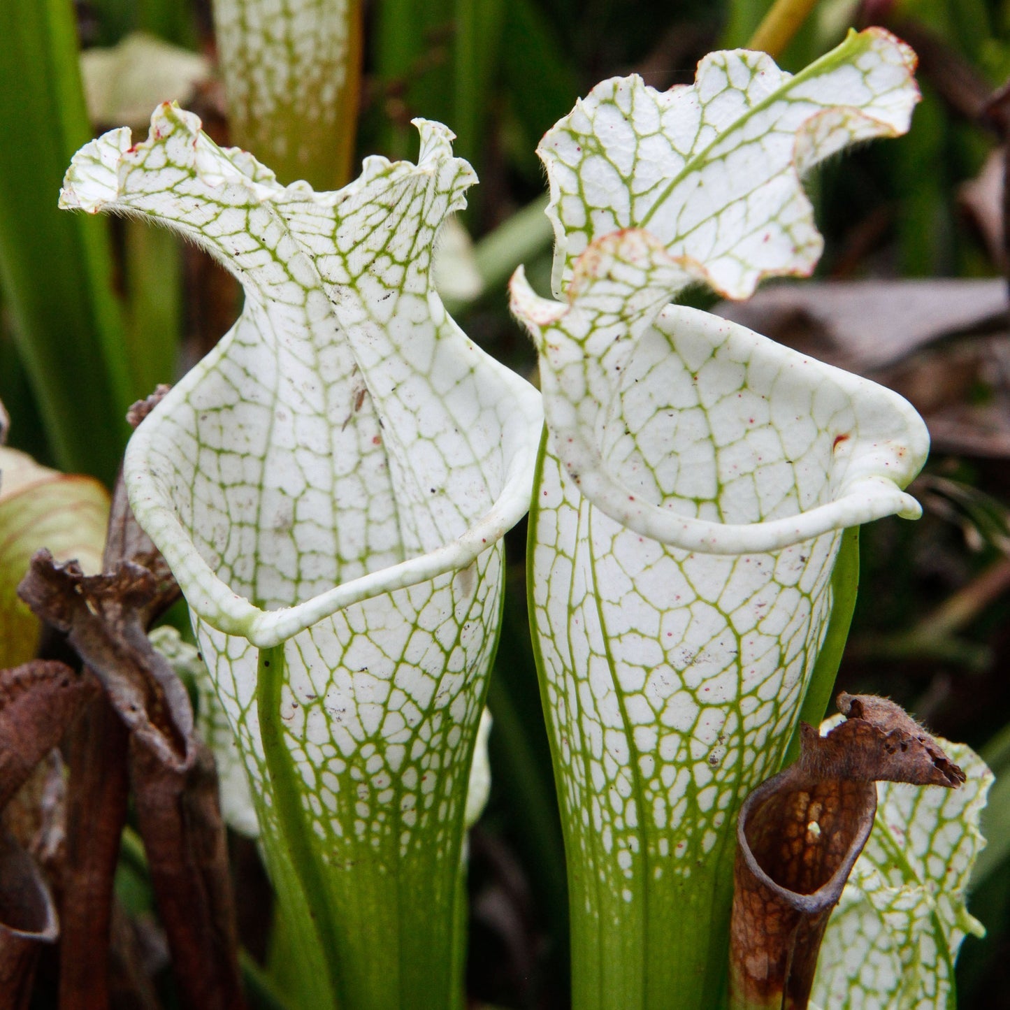 Sarracenia leucophylla 'Hurricane Creek White' | Seller's Choice, Hong Kong Collection