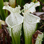 Sarracenia leucophylla 'Hurricane Creek White' | Seller's Choice, Hong Kong Collection
