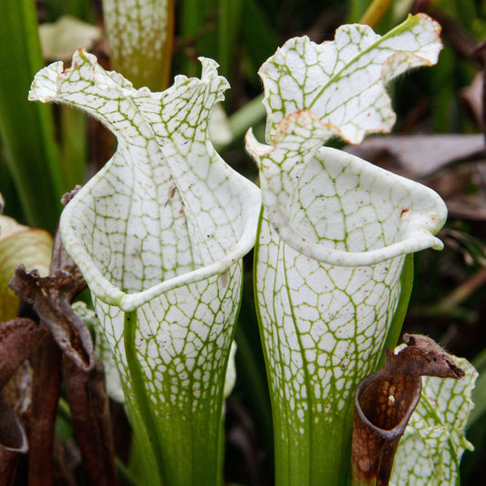 Sarracenia leucophylla 'Hurricane Creek White' | Seller's Choice, Hong Kong Collection