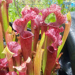 Sarracenia 'Judith Hindle' | Seller's Choice, Hong Kong Collection