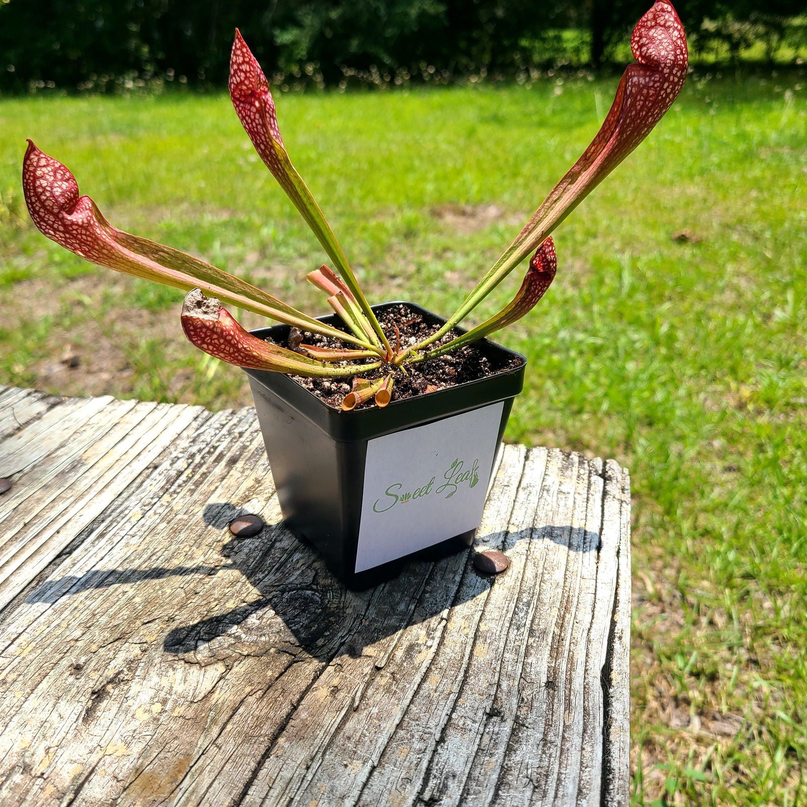 Sarracenia 'Scarlet Belle' | Seller's Choice, Hong Kong Collection