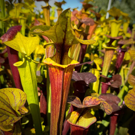 Sarracenia flava rubricorpora'15#' | Seller's Choice, Hong Kong Collection
