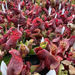 Sarracenia purpurea venosa TC | Seller's Choice, Hainan Collection
