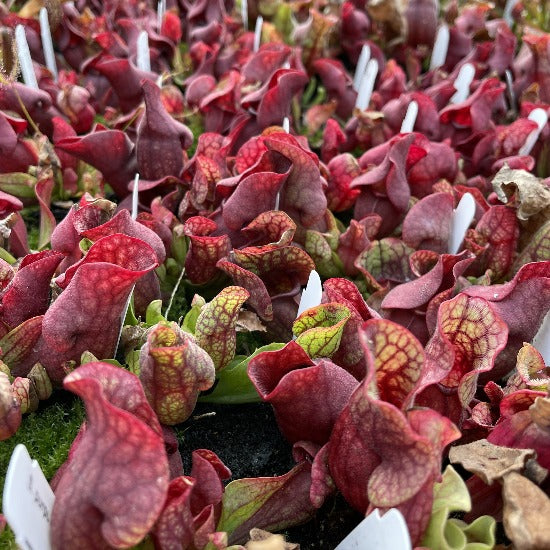 Sarracenia purpurea venosa TC | Seller's Choice, Hainan Collection