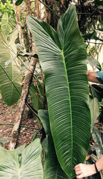 Philodendron sharoniae | Seller's Choice, Hong Kong Collection