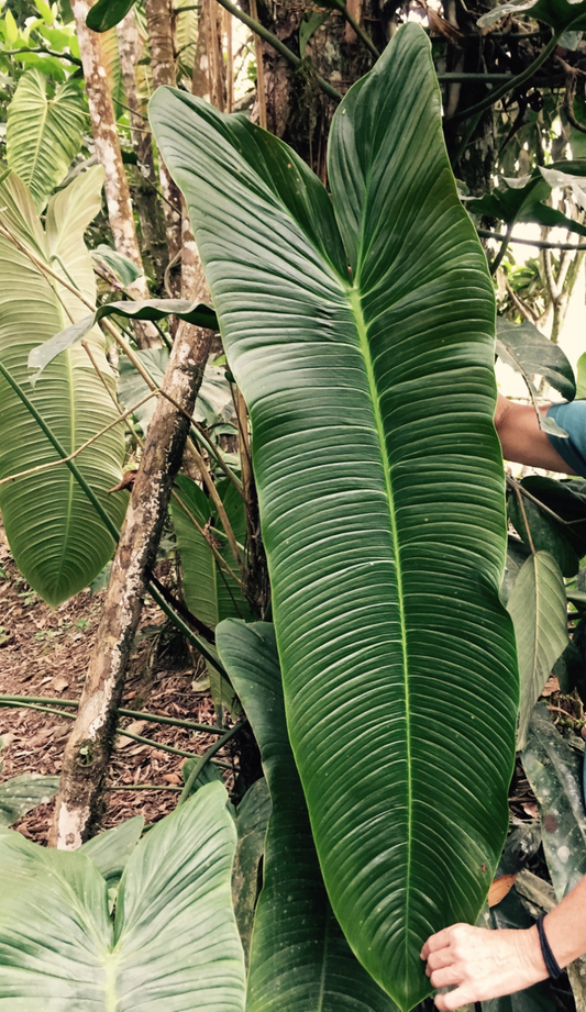 Philodendron sharoniae | Seller's Choice, Hong Kong Collection