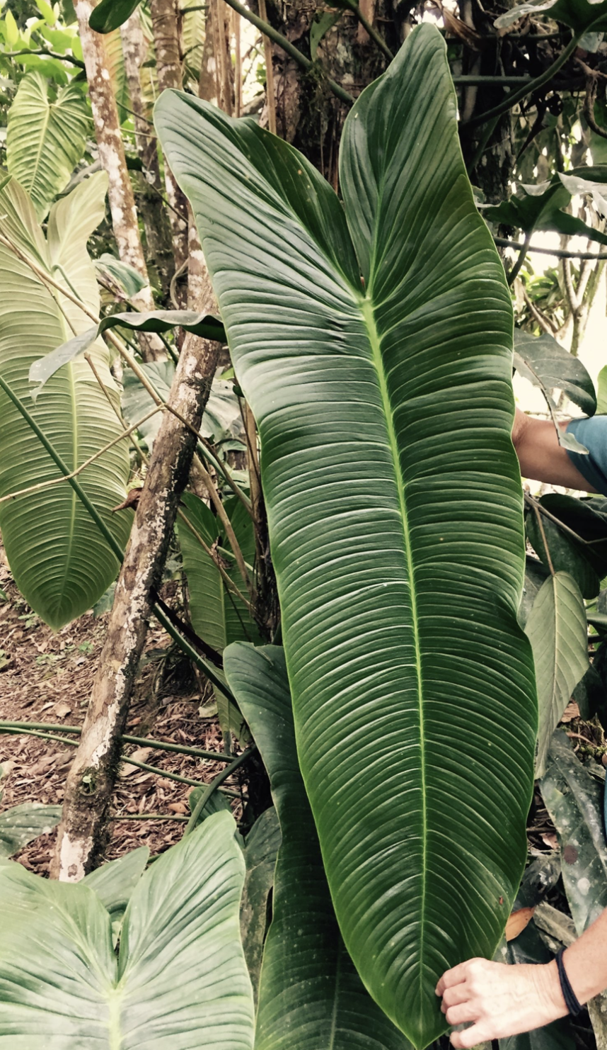 Philodendron sharoniae | Seller's Choice, Hong Kong Collection