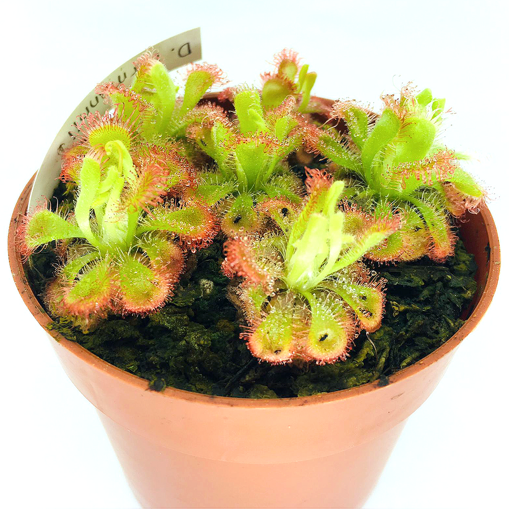 Drosera burmanni | Seller's Choice, Hong Kong Collection