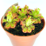 Drosera burmanni | Seller's Choice, Hong Kong Collection