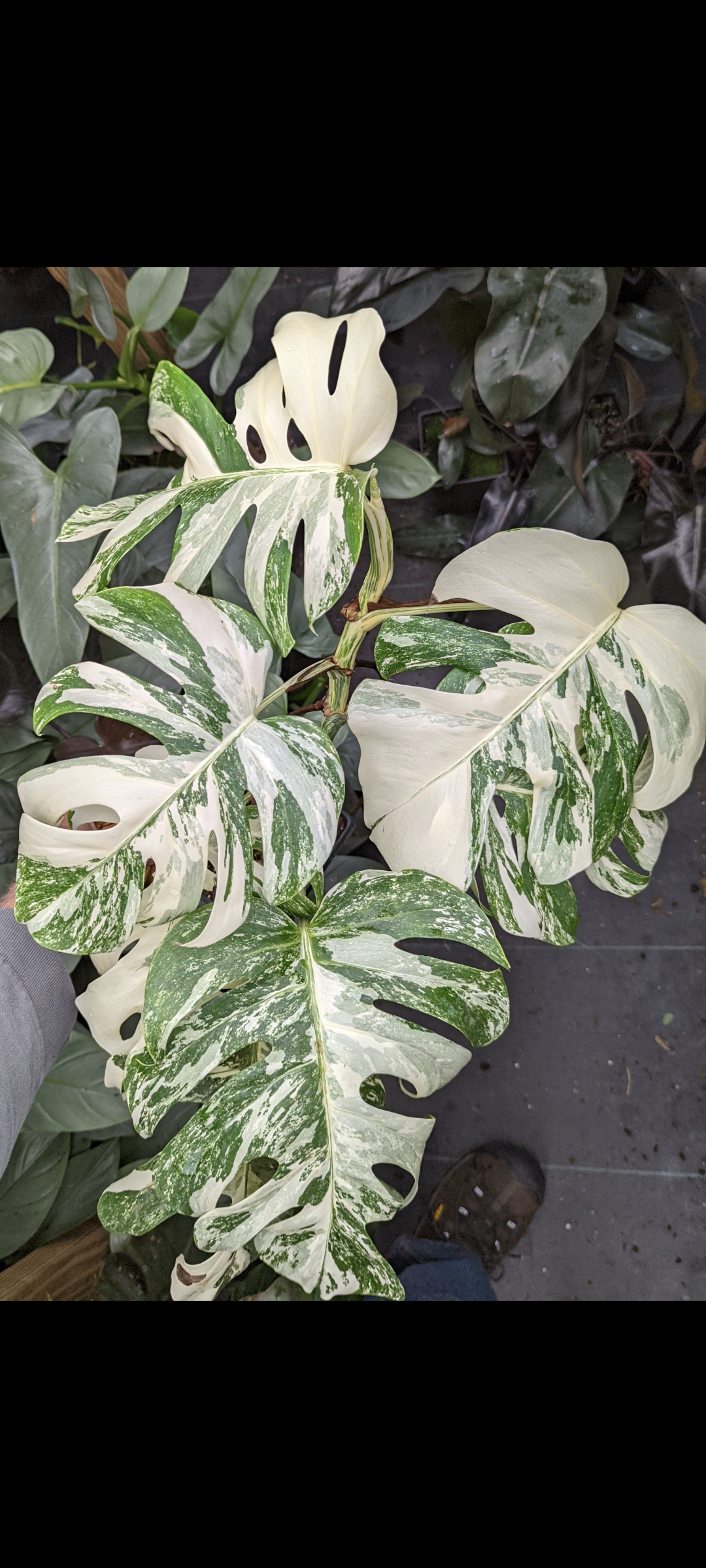 Monstera borsigiana albo variegata | Seller's Choice, Hong Kong Collection