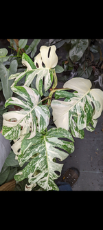 Monstera borsigiana albo variegata | Seller's Choice, Hong Kong Collection