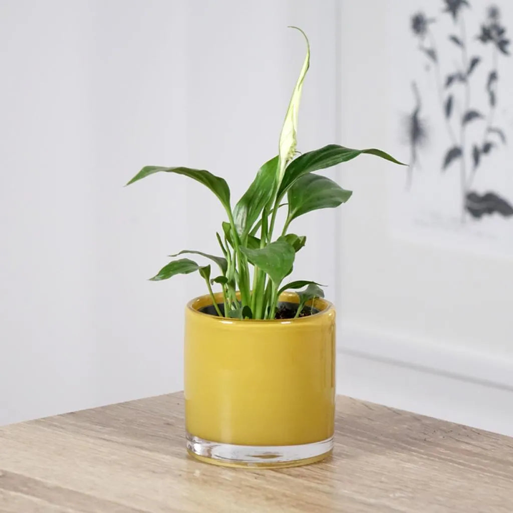 Spathiphyllum 'Tianni' | Seller's Choice, Hong Kong Collection