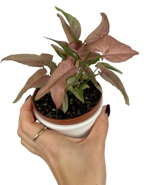Syngonium '1510' | Seller's Choice, Hong Kong Collection