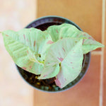 Syngonium Milk Confetti | Seller's Choice, Hainan Collection