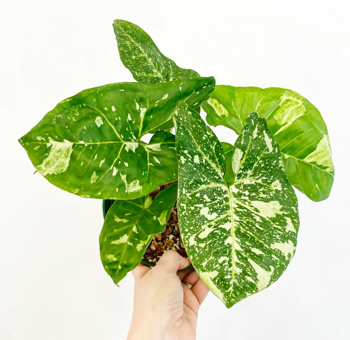 Syngonium 'Panda' | Seller's Choice, Hainan Collection