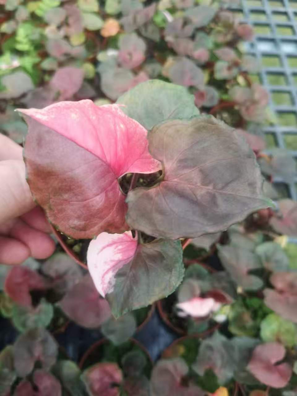 Syngonium 'Strawberry Ice'Variegated(Grade B) TC | Seller's Choice, Hainan Collection