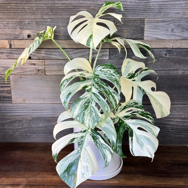 Monstera borsigiana Albo Variegated (long stem) | Seller's Choice, Hainan Collection