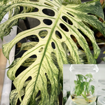Monstera Devil Monster Grade A TC | Seller's Choice, Hong Kong Collection