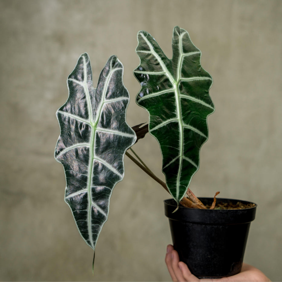Alocasia Parasol' | Seller's Choice, Hong Kong Collection