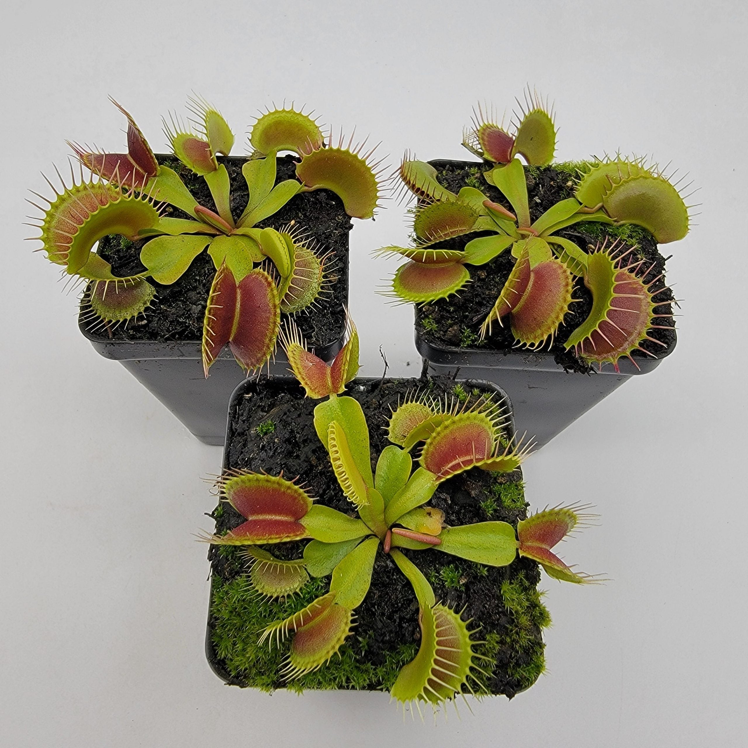 Dionaea muscipula 'Jaws Smiley' | Seller's Choice, Hong Kong Collection