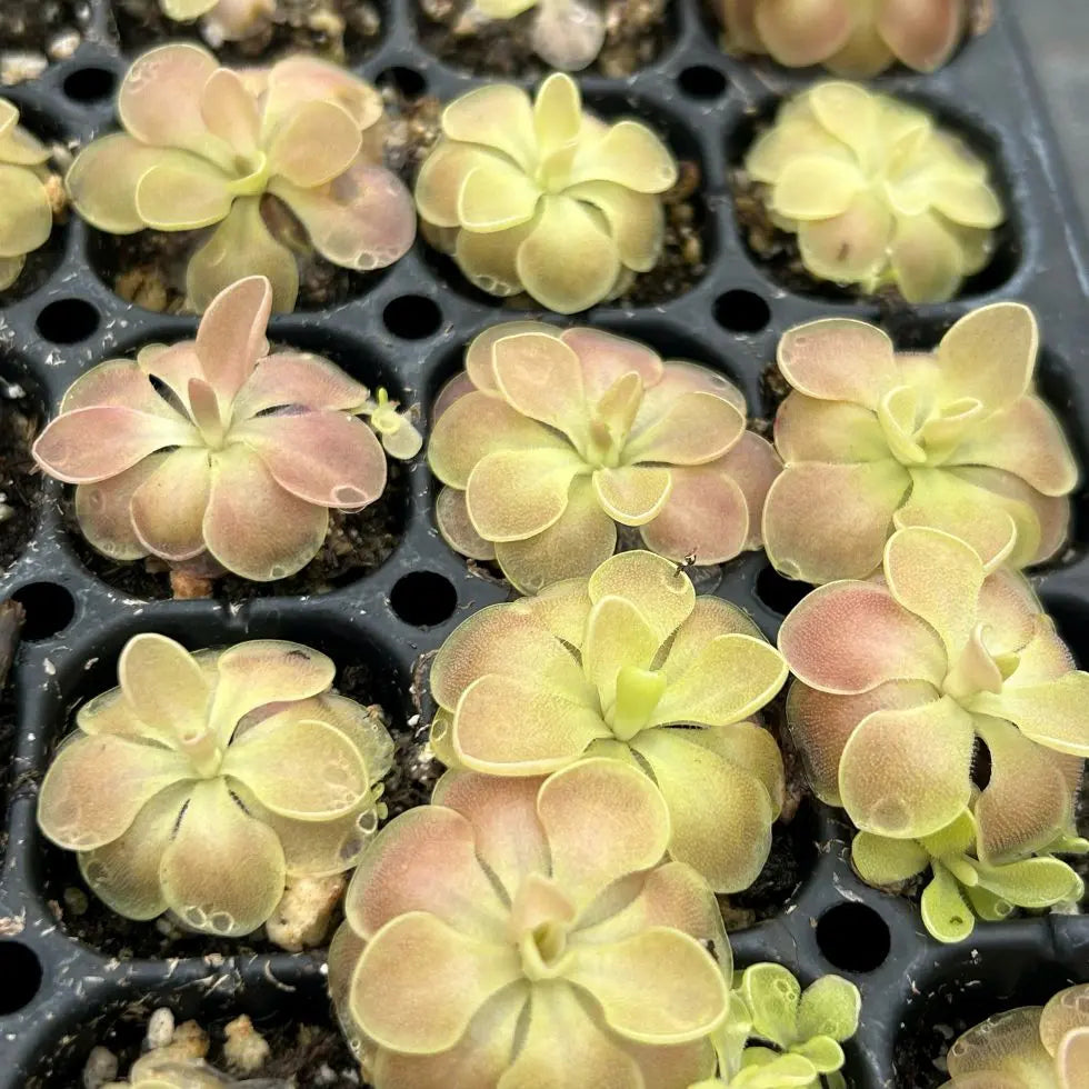 Pinguicula 'Weser' | Seller's Choice, Hong Kong Collection