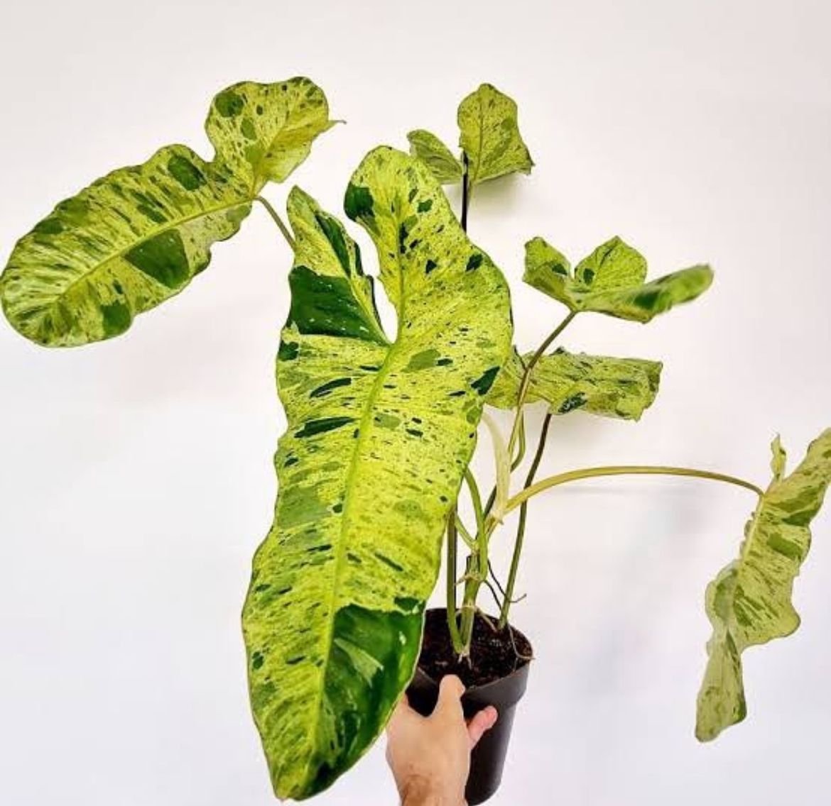Philodendron 'Paraiso Verde variegated | Seller's Choice, Hong Kong Collection