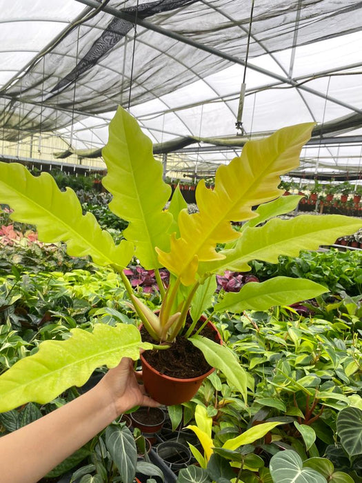 Philodendron 'Golden Crocodile/Gergaji Gold | Seller's Choice, Hong Kong Collection