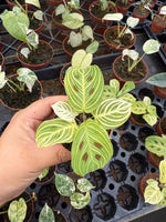 Maranta 'Golden Veins' | Seller's Choice, Hong Kong Collection