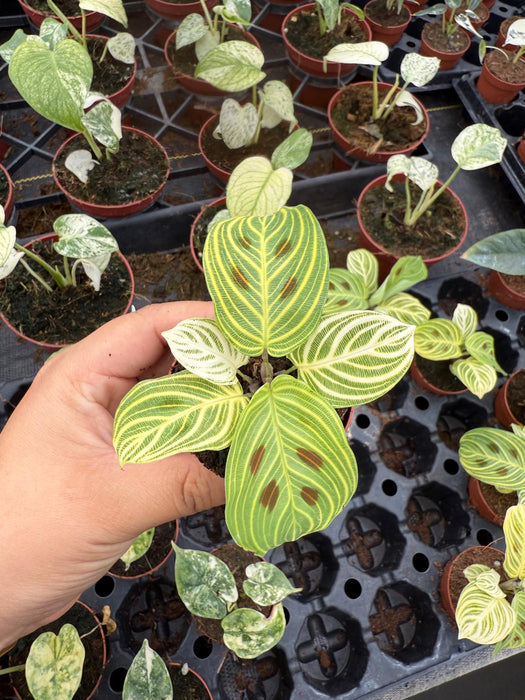Maranta 'Golden Veins' | Seller's Choice, Hong Kong Collection