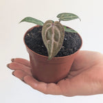 Anthurium Red Tiger(Indo) x Red Crystallinum | Seller's Choice, Hainan Collection